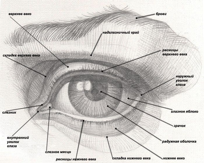 Рассматривая строение глаза с биологической точки зрения