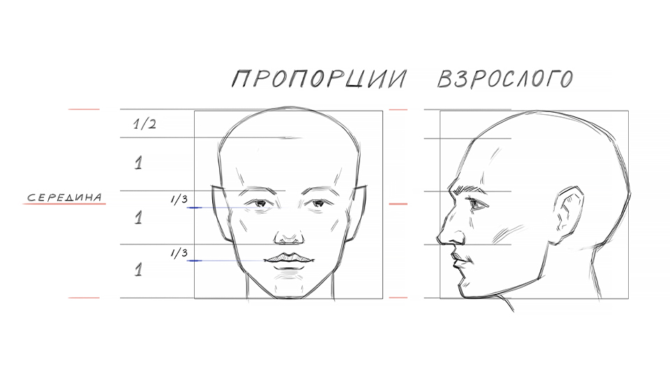 Пропорции лица взрослого 