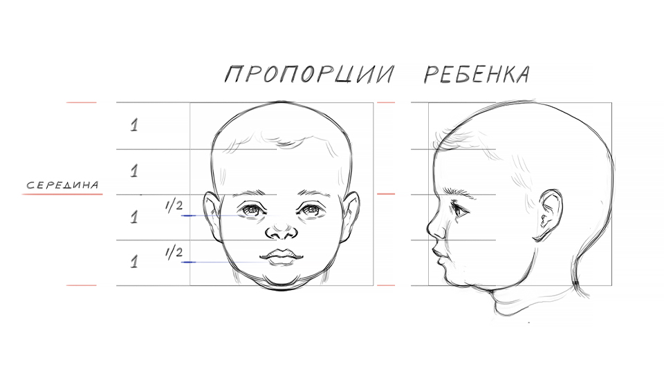 Пропорции лица ребенка