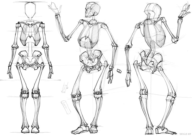 анатомии скелета человека
