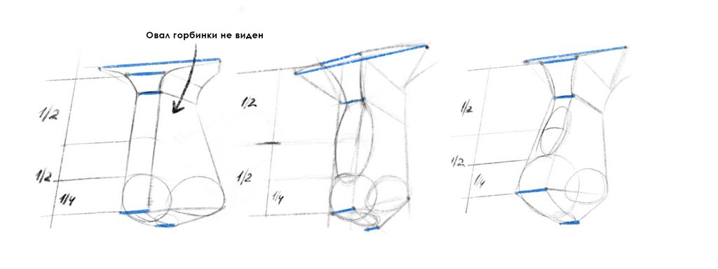 Овалами отмечаем объем горбинки, кончика, крыльев носа и основания кончика